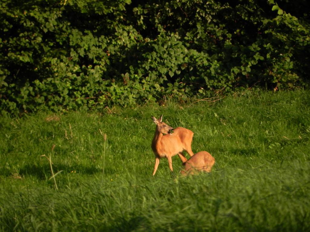 Du Coté de chez Jeanne, Suite Verviers Esterno foto
